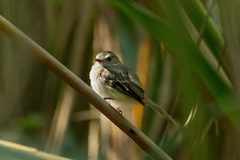 Cnemotriccus fuscatus