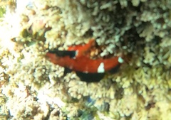 Enneapterygius atrogulare