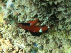 Enneapterygius atrogulare