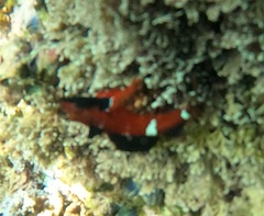 Enneapterygius atrogulare