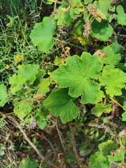 Pelargonium papilionaceum
