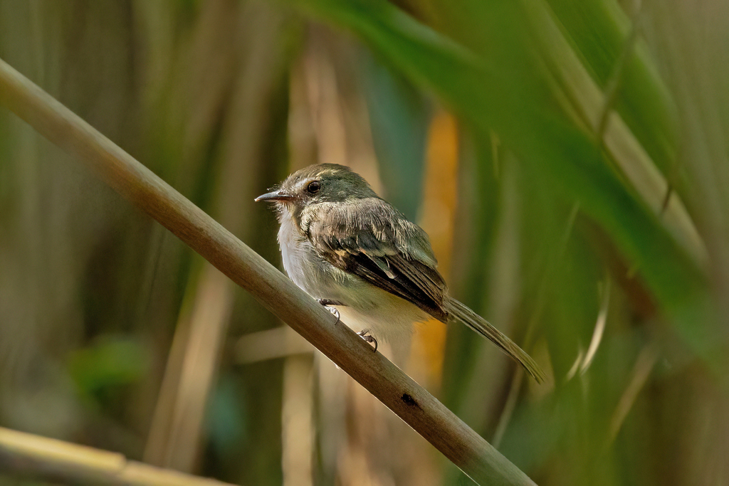 Fuscous Flycatcher