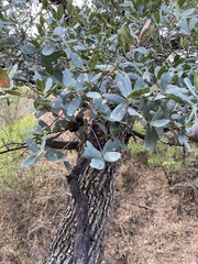 Quercus oblongifolia