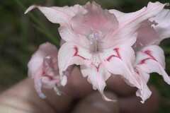 Gladiolus virgatus