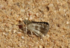 Spialia galba
