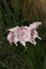 Gladiolus virgatus