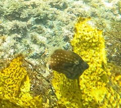 Brachaluteres jacksonianus