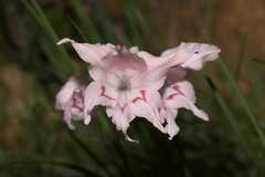 Gladiolus virgatus