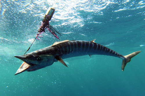 Barracuda (Acanthocybium solandri) — Scombridae