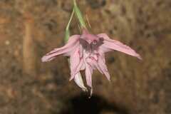 Gladiolus virgatus