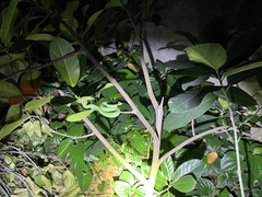 Trimeresurus macrops