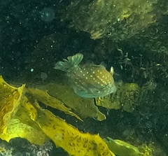 Brachaluteres jacksonianus