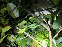 Trimeresurus macrops