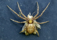 Philodromus cespitum