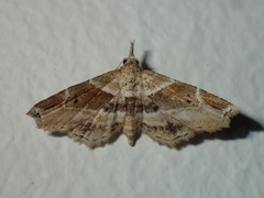 Hypenagonia