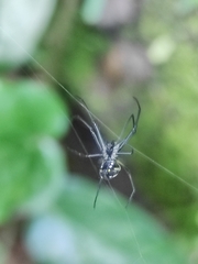 Leucauge argentina