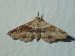 Hypenagonia