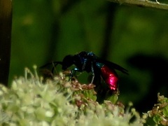 Chrysis fulgida