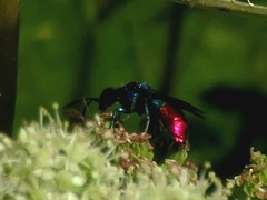 Chrysis fulgida