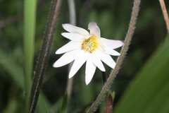 Knowltonia tenuifolia
