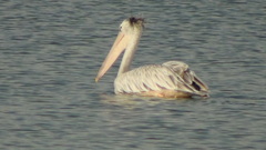 Pelecanus rufescens