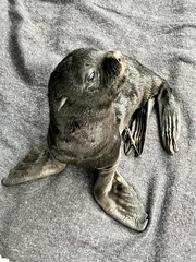 Arctocephalus pusillus pusillus