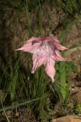Gladiolus virgatus