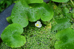 Hydrocharis dubia
