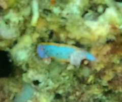 Hypselodoris bennetti