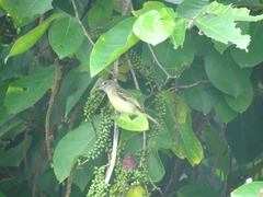 Camptostoma obsoletum