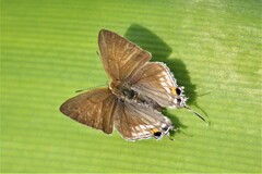Hypolycaena