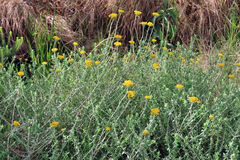 Helichrysum cymosum