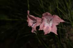 Gladiolus virgatus