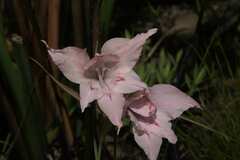 Gladiolus virgatus