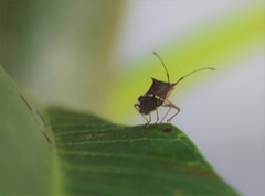 Cletomorpha simulans