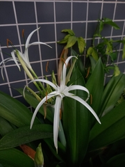 Hymenocallis