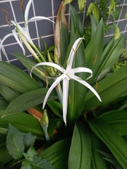 Hymenocallis
