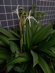 Hymenocallis