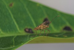 Cletomorpha simulans