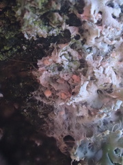 Paranectria oropensis