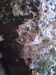 Paranectria oropensis