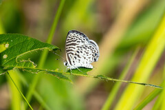 Leptotes