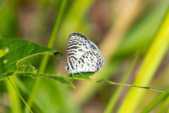 Leptotes