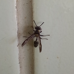 Polybia occidentalis