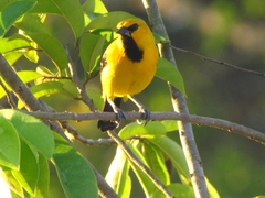 Icterus nigrogularis