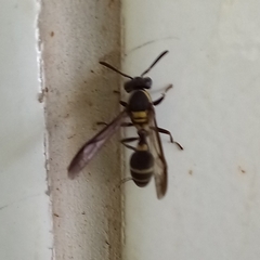 Polybia occidentalis