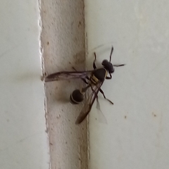 Polybia occidentalis