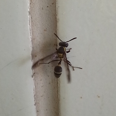 Polybia occidentalis