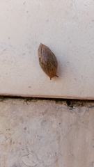 Drusia valenciennii