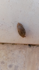 Drusia valenciennii